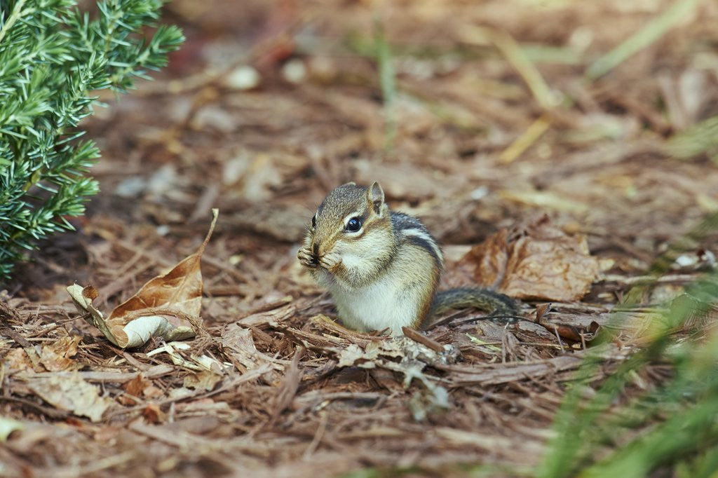 Detail of Eastern Chipmunk by Anonymous