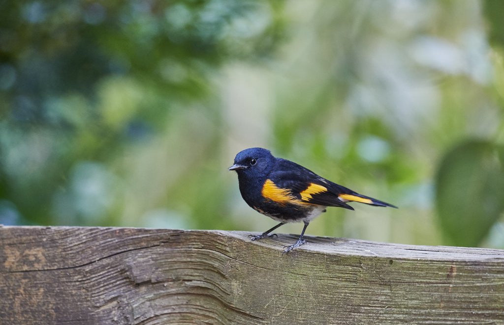 Detail of American Redstart by Anonymous