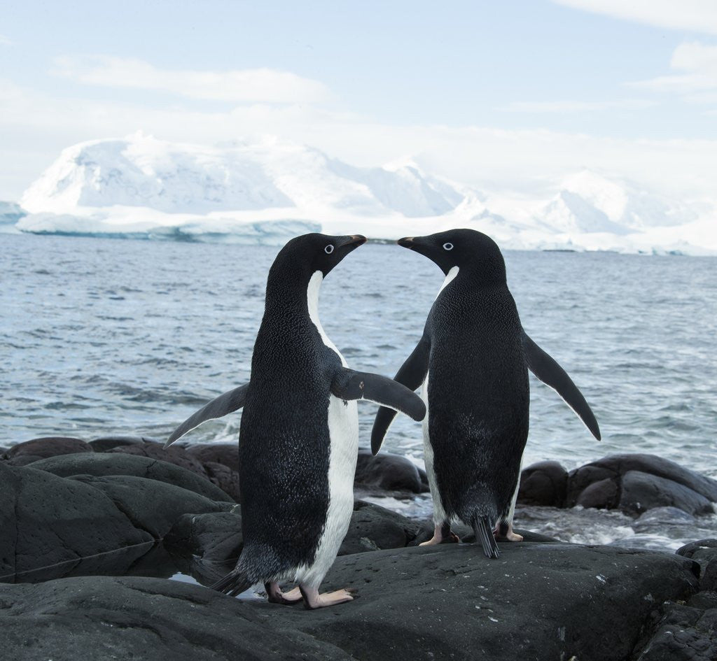 Detail of Adelie Penguin by Anonymous