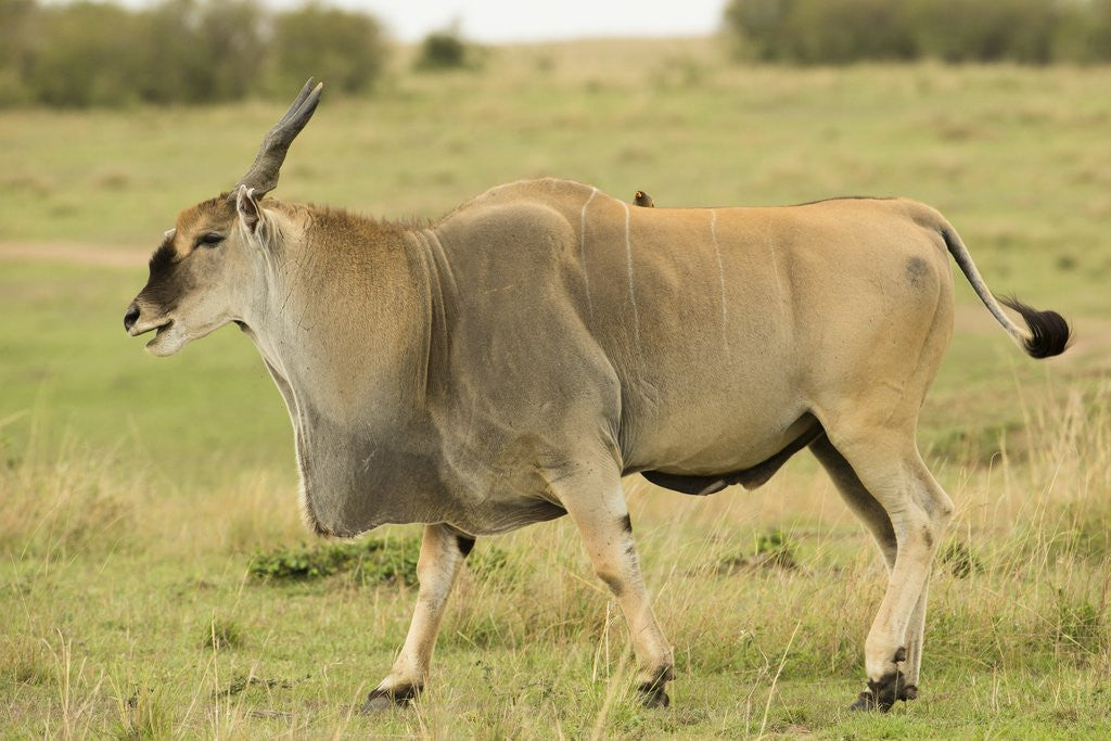 Detail of Common Eland Portrait by Anonymous