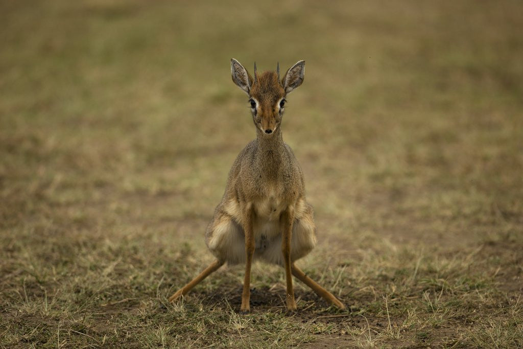 Detail of Kirk's Dik-dik by Anonymous