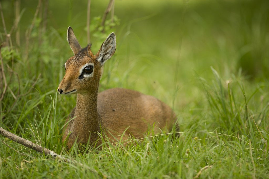 Detail of Kirk's Dik-dik Resting in Grass by Anonymous