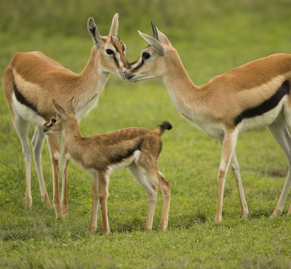 Detail of Thompson's Gazelle with Young by Corbis