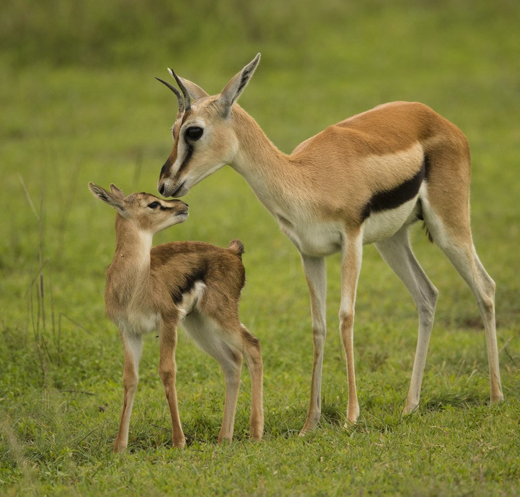 Detail of Thompson's Gazelle with Young by Anonymous