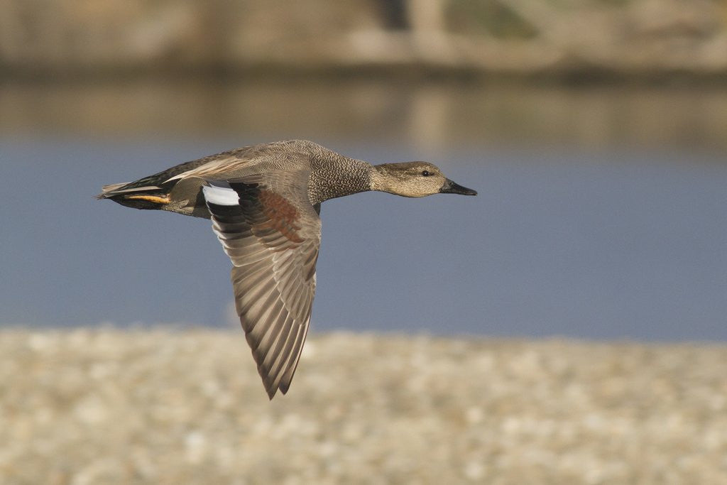 Detail of Male Gadwall Duck in flight by Corbis
