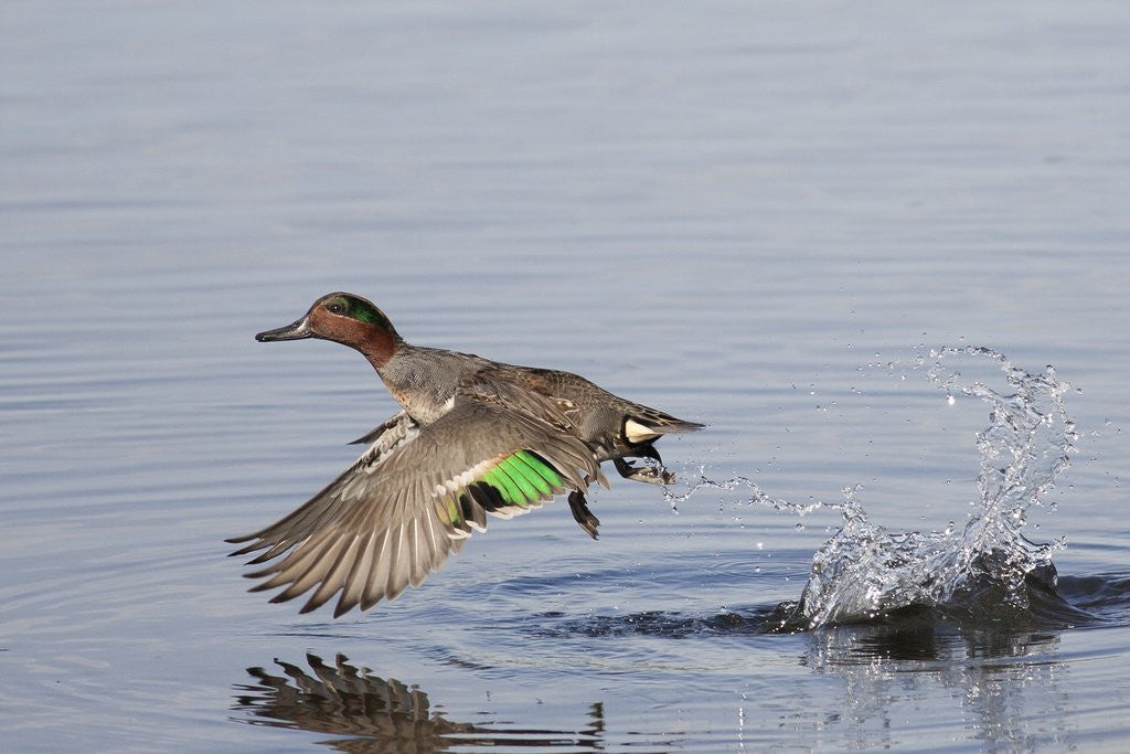 Detail of Green-Winged Teal drakes takes off by Anonymous
