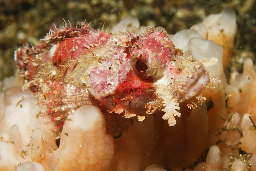 Tassled Scorpionfish by Corbis