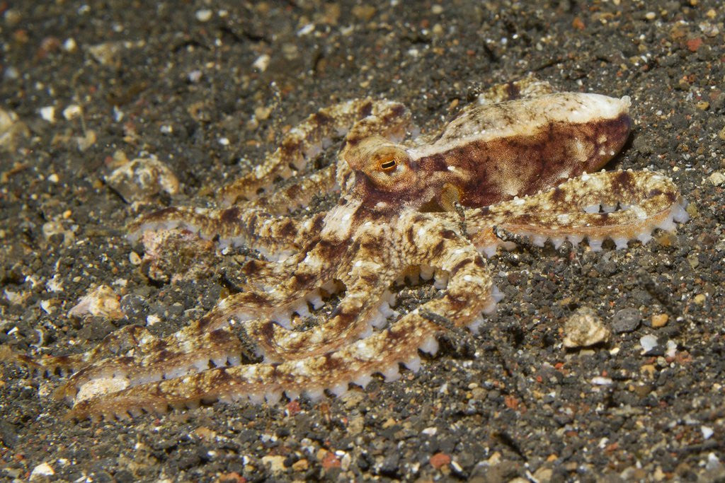 Detail of Mosaic Octopus by Anonymous