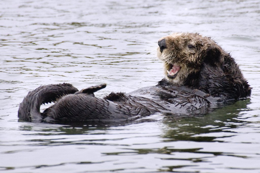 Detail of Southern Sea Otter floats with paws out of the water by Anonymous