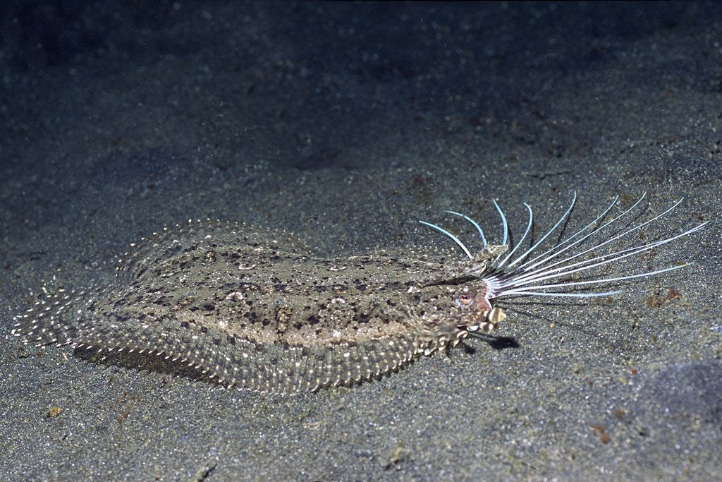 Detail of Cockatoo Flounder with spread dorsal ray fins by Anonymous