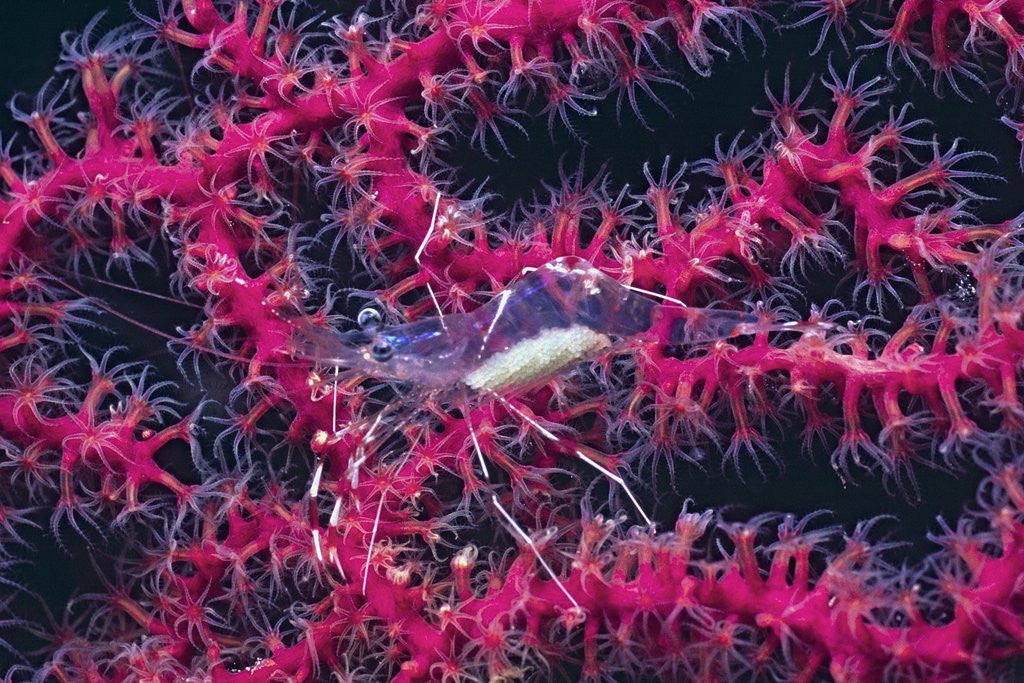 Detail of Clear Cleaner Shrimp full of eggs by Corbis