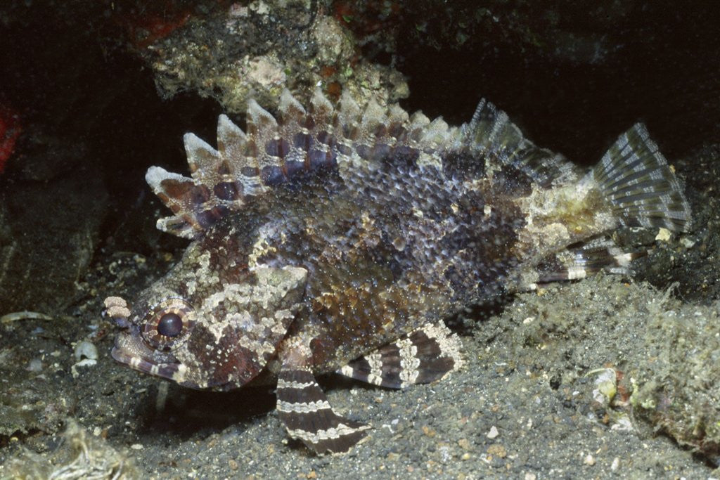 Detail of False Scorpionfish by Anonymous