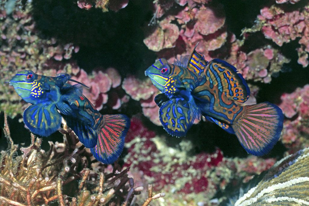 Detail of Mandarinfish male and female by Anonymous