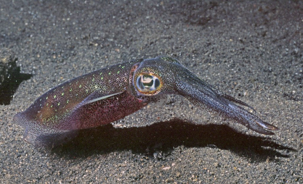 Detail of Bigfin Reef Squid by Anonymous