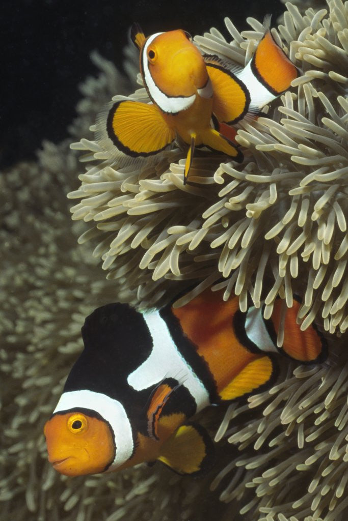 Detail of Pair of Clown Anemonefish in Sea Anemone by Anonymous
