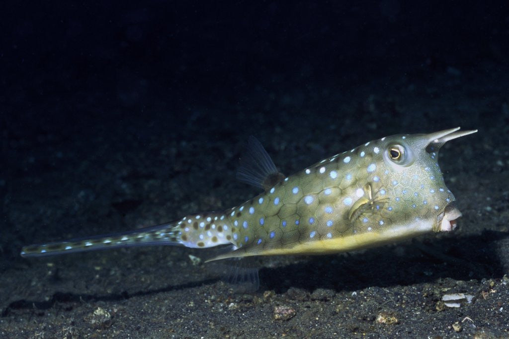 Detail of Longhorn Cowfish by Anonymous