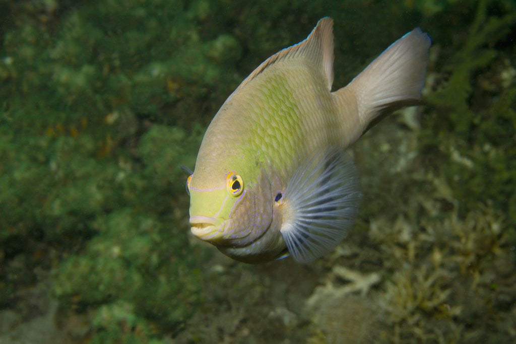 Detail of Black-Axil Chromis by Anonymous