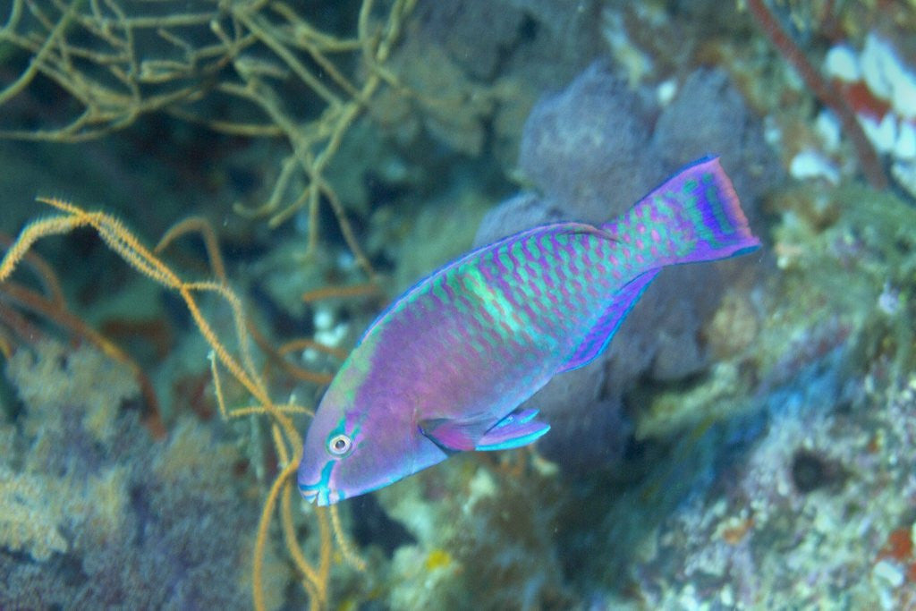 Detail of Yellowbar Parrotfish by Anonymous