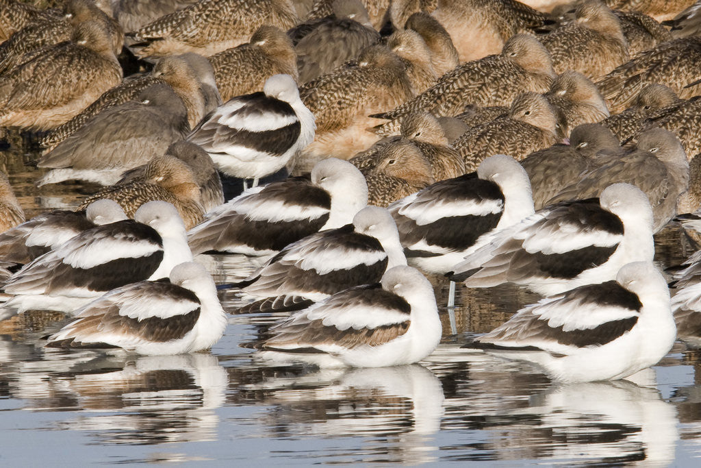 Detail of American Avocts,Marbled Godwits and Willets sleeping by Anonymous