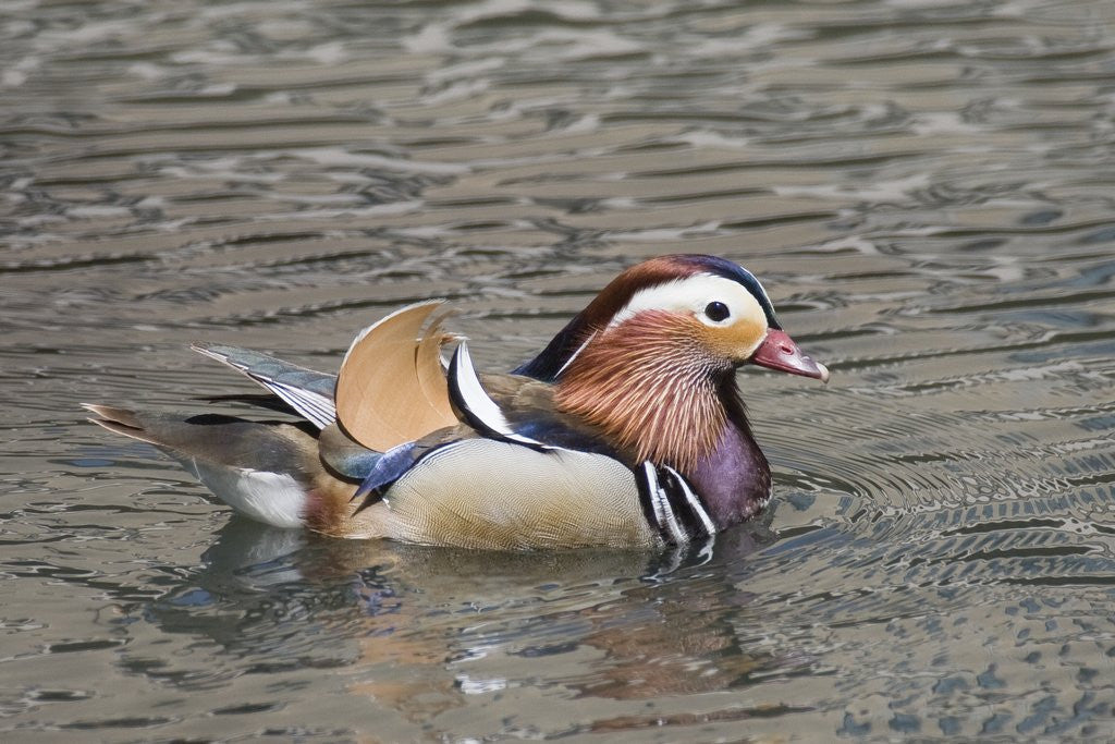 Detail of Mandarin Duck drake by Anonymous