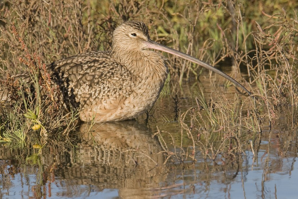 Detail of Long-Billed Curlew by Anonymous