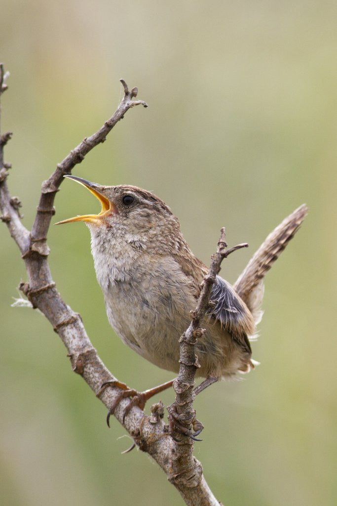 Detail of Marsh Wren calling by Anonymous