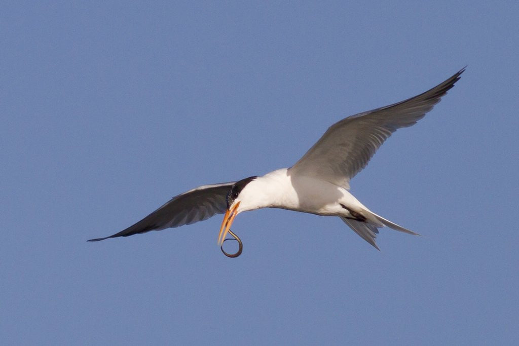 Detail of Elegant Tern flys with Pipefish in it's bill by Anonymous