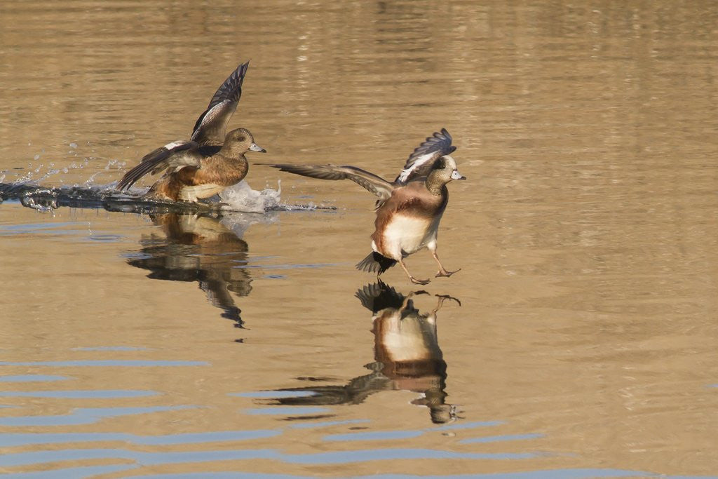 Detail of Pair of American Wigeons landing by Anonymous