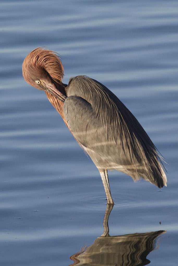 Detail of Reddish Egret rests in the water by Corbis