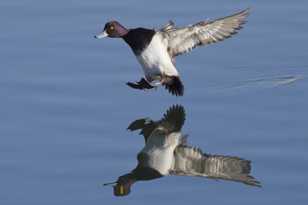 Detail of Lesser Scaup drakes landing by Anonymous