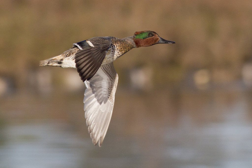 Detail of Green-Winged Teal drake in flight by Anonymous