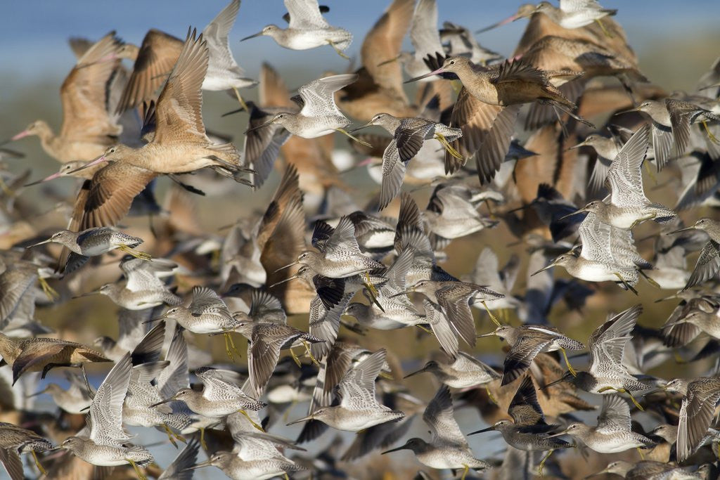 Detail of Large flock of shore birds takes off by Anonymous