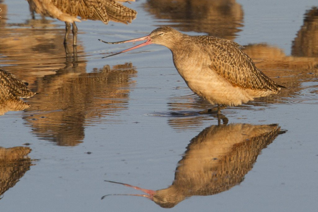 Detail of Marbled Godwit calling by Corbis