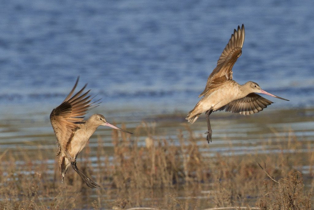 Detail of Pair of Marbled Godwits landng by Anonymous