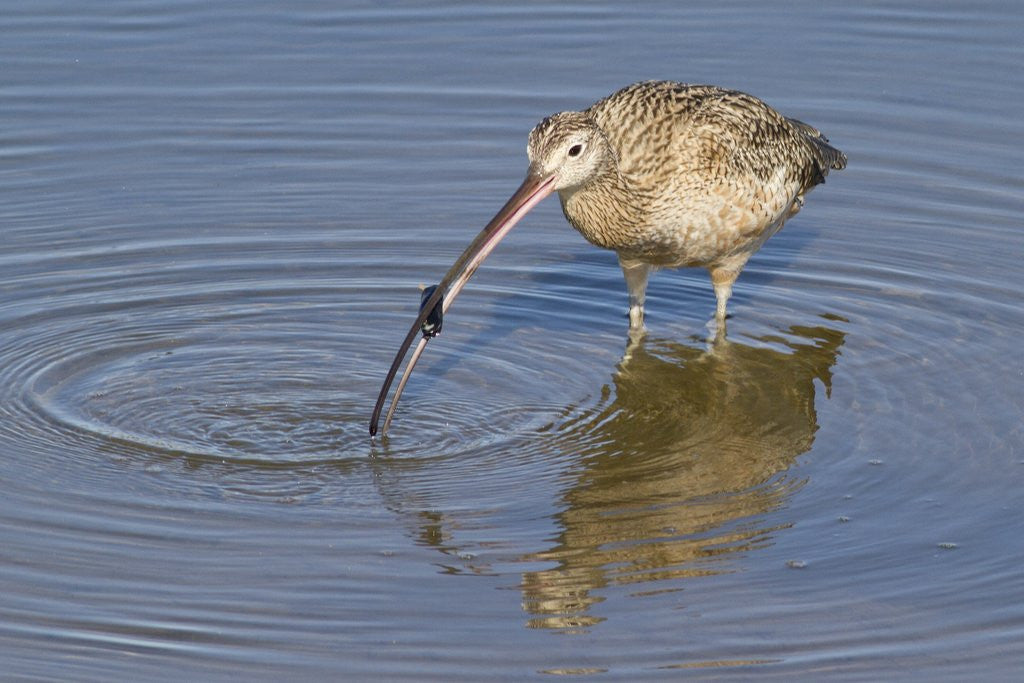 Detail of Long-Billed Curlew with clam in it's bill by Anonymous