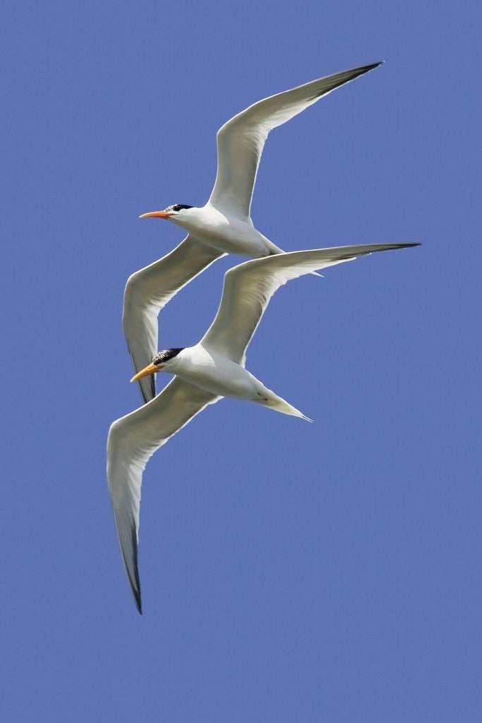 Detail of Pair of Elegant Terns in fight by Anonymous