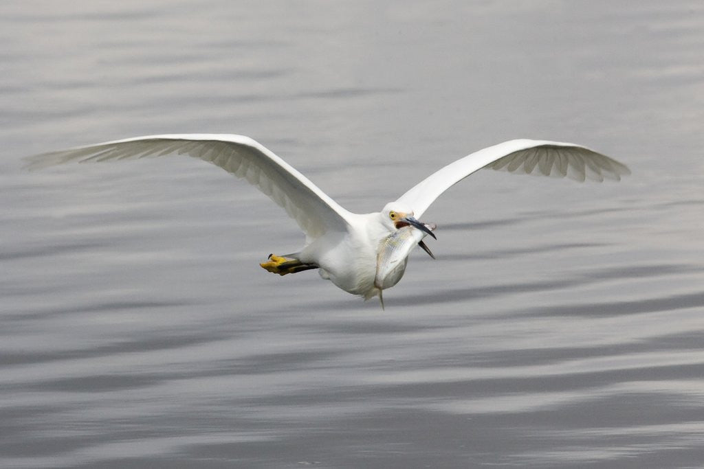Detail of Snowy Egret flys with fish by Anonymous