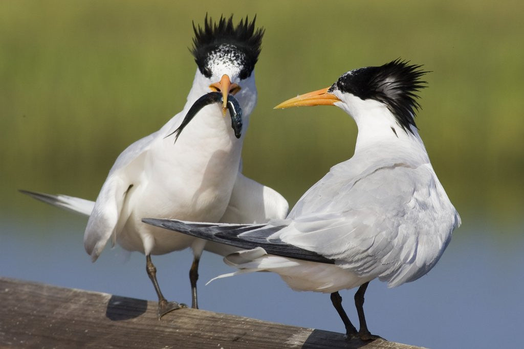 Detail of Elegant Tern offers fish to potential mate by Anonymous