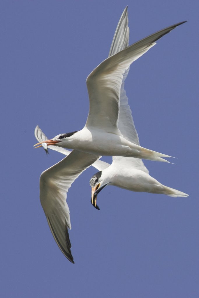 Detail of Elegnat Terns in flight with fish in their bills by Anonymous