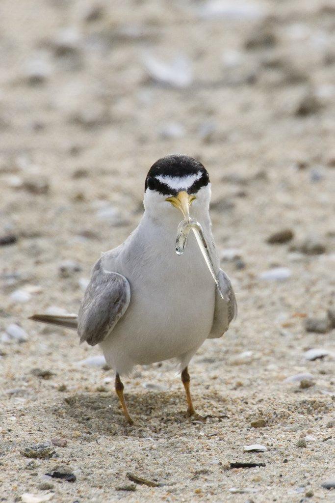 Detail of California Least Tern with fish in it's bill by Anonymous