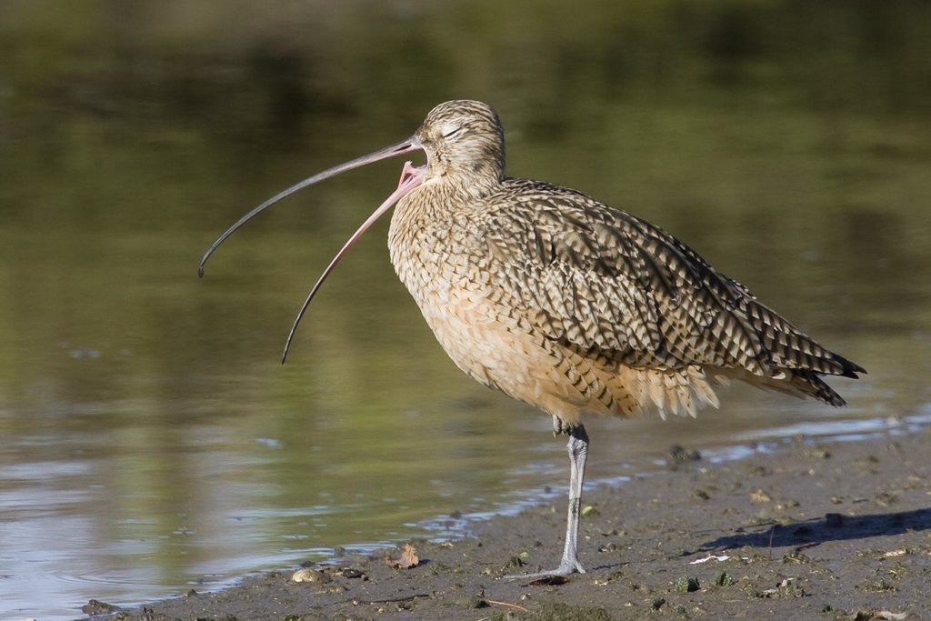 Detail of Long-Billed Curlew with open bill showing tongue by Anonymous
