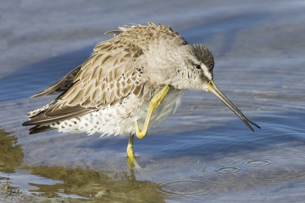 Detail of Short-Billed Dowitcher grooming by Anonymous