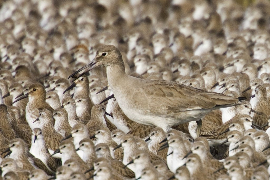 Detail of Willet with shell in its bill surrounded by Western Sandpipers by Anonymous