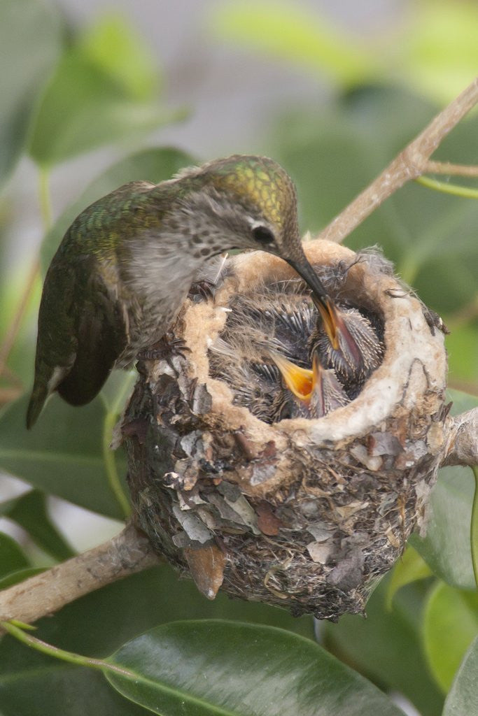 Detail of Anna's Hummingbird feeds chicks in it's nest by Anonymous