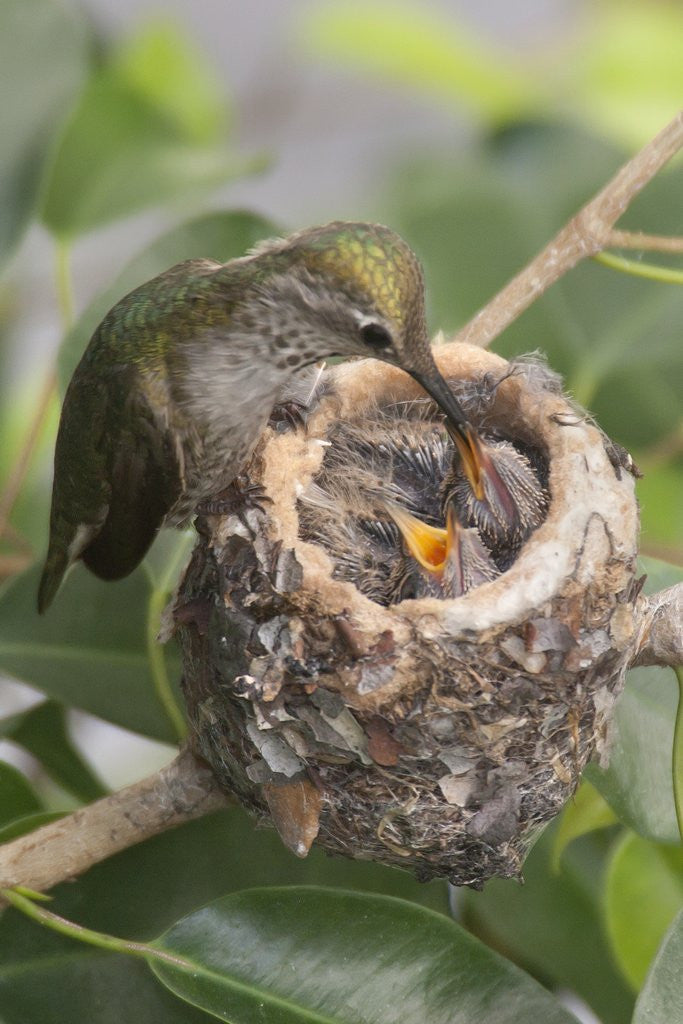 Detail of Anna's Hummingbird feeds chicks in it's nest by Corbis