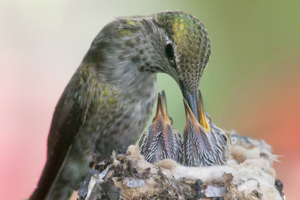 Detail of Anna's Hummingbird feeds her chcks in the nest by Anonymous