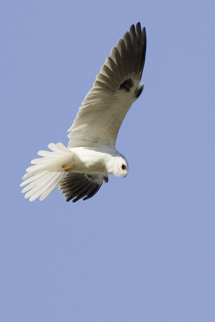 Detail of White-Tailed Kite hunting by Anonymous