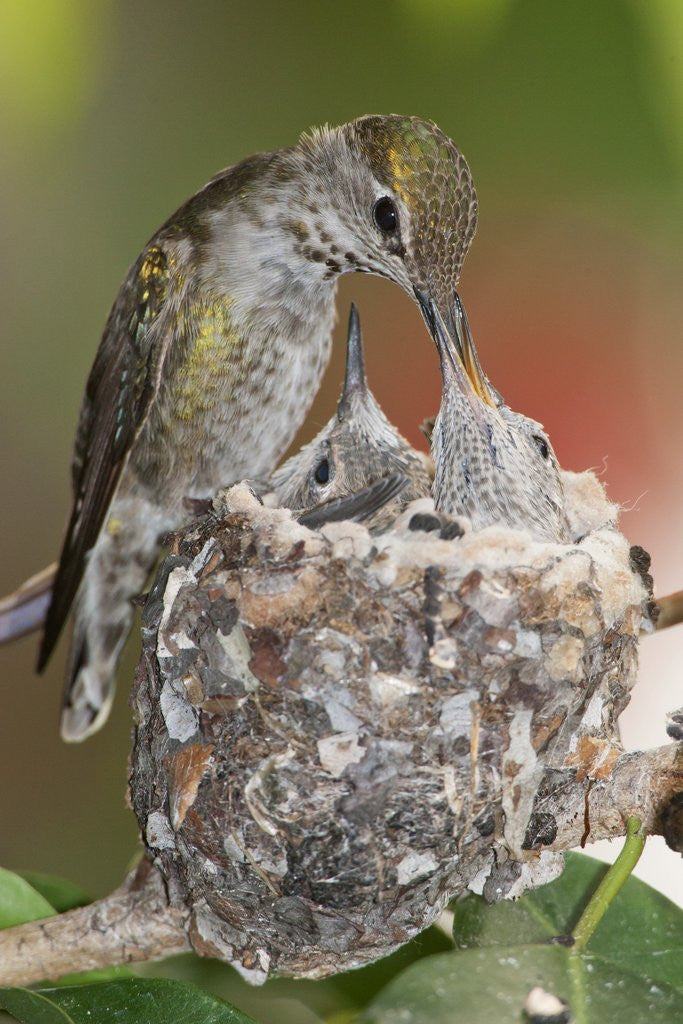 Detail of Anna's Hummingbird feeds chicks in it's nest by Anonymous