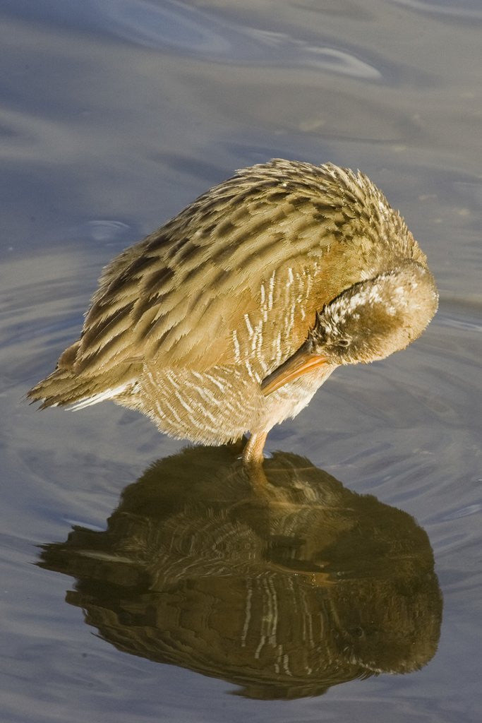 Detail of Light-Footed Clapper Rail grooming by Corbis