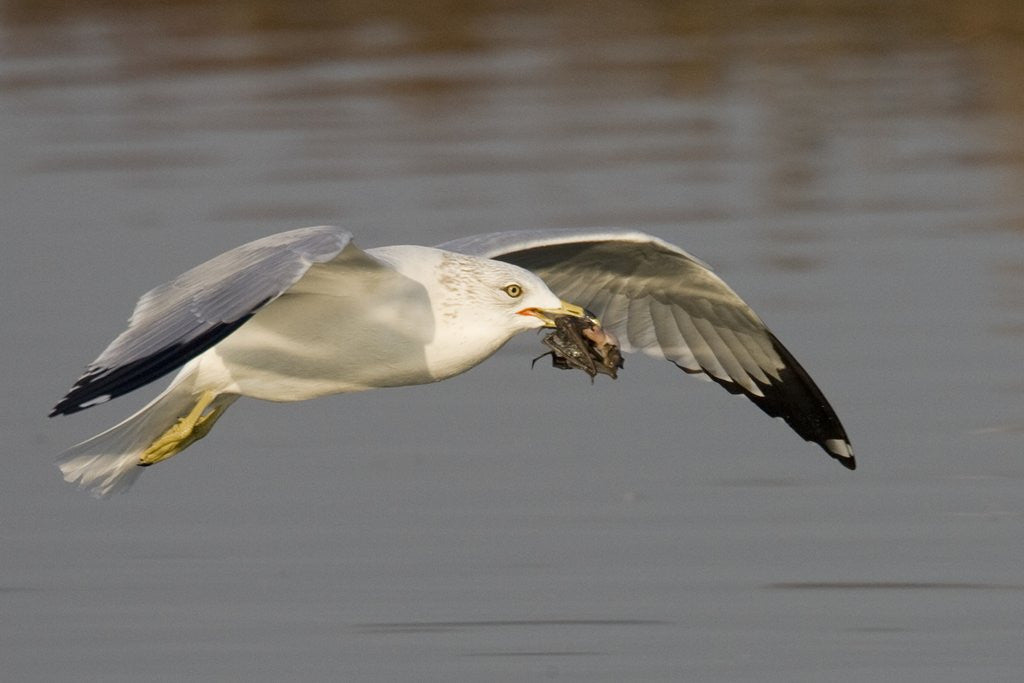 Detail of Ring-Billed Gull flys with a bat in it's bill by Anonymous